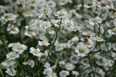 Achillea ptarmica 'The Pearl'