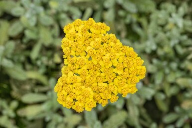 Achillea tomentosa