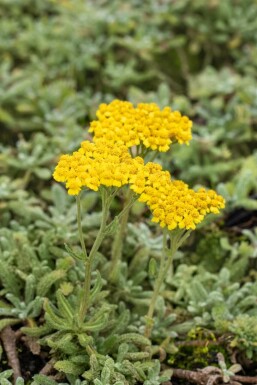 Achillea tomentosa