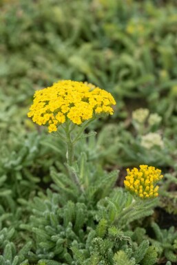 Achillea tomentosa