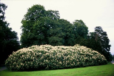 Aesculus parviflora