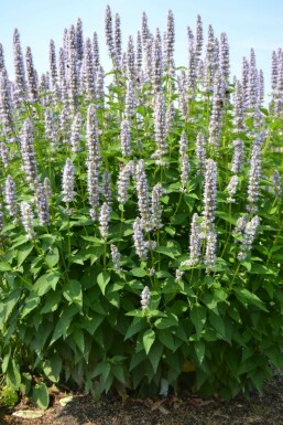 Agastache 'Blue Fortune' Anisisop 5-10 i kruka P9