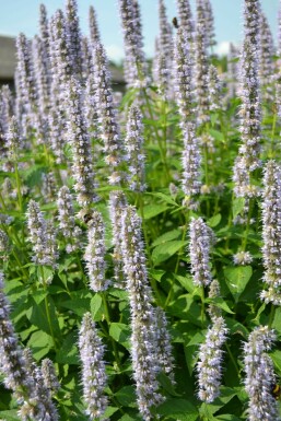 Agastache 'Blue Fortune' Anisisop 5-10 i kruka P9