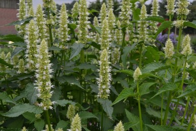 Agastache rugosa 'Alabaster'