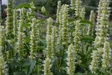 Agastache rugosa 'Alabaster'