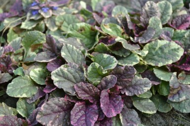 Ajuga reptans 'Burgundy Glow'