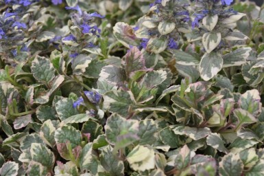 Ajuga reptans 'Burgundy Glow'