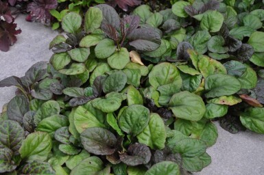 Ajuga reptans 'Catlin's Giant'