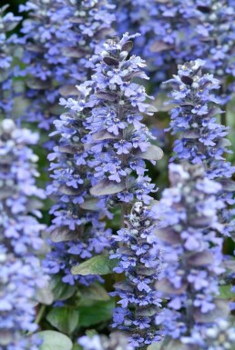 Ajuga reptans 'Catlin's Giant'