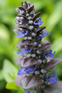 Ajuga reptans 'Catlin's Giant'