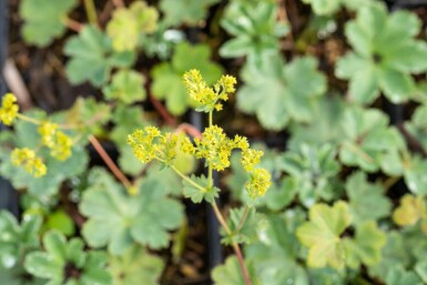 Alchemilla erythropoda