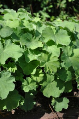 Alchemilla mollis Jättedaggkåpa 5-10 i kruka P9