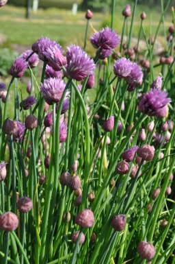 Allium schoenoprasum