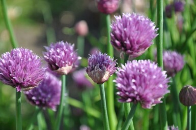 Allium schoenoprasum