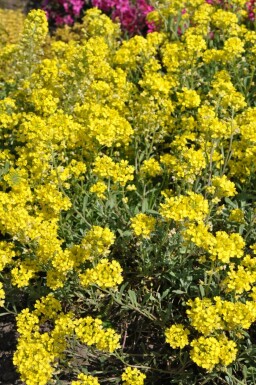 Alyssum montanum 'Berggold'