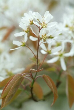 Amelanchier × lamarckii