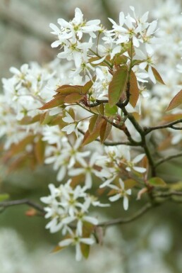 Amelanchier × lamarckii Prakthäggmispel buske 40-50 i kruka C3