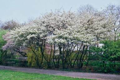 Amelanchier × lamarckii Prakthäggmispel buske 40-50 i kruka C3