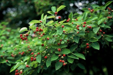 Amelanchier × lamarckii Prakthäggmispel buske 40-50 i kruka C3