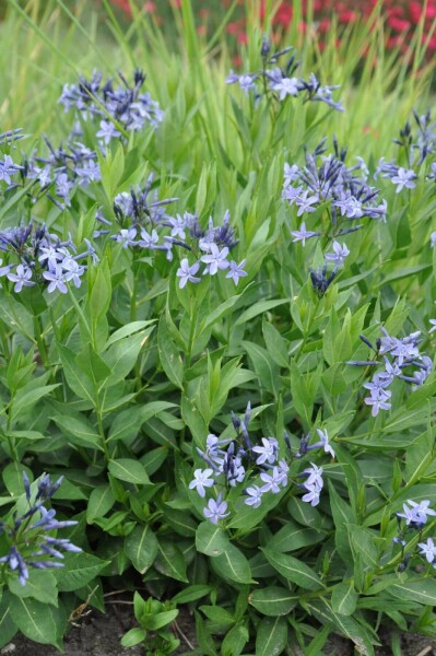 Amsonia 'Blue Ice'