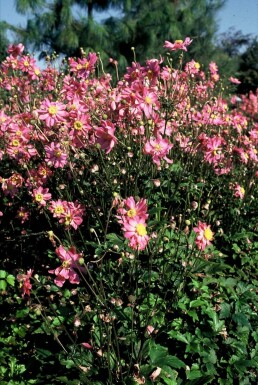 Anemone hupehensis 'Prinz Heinrich'