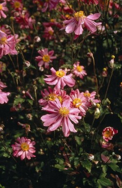 Anemone hupehensis 'Prinz Heinrich'