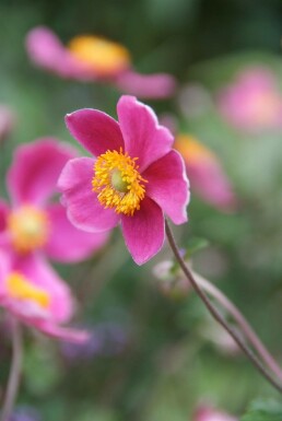 Anemone hupehensis 'Splendens'