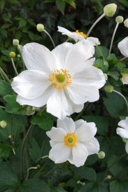 Anemone hybrida 'Honorine Jobert' Höstanemon 5-10 i kruka P9