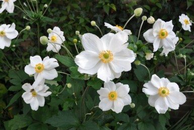 Anemone hybrida 'Honorine Jobert' Höstanemon 5-10 i kruka P9