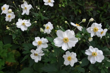 Anemone hybrida 'Honorine Jobert' Höstanemon 5-10 i kruka P9