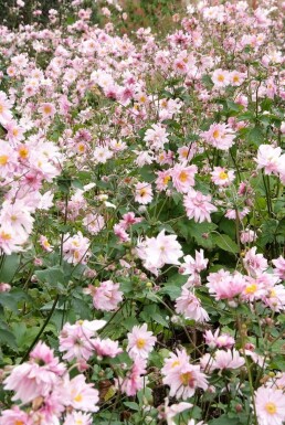 Anemone hybrida 'Königin Charlotte'