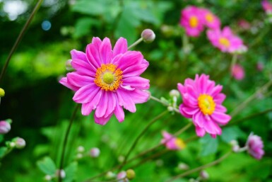 Anemone hybrida 'Pamina'