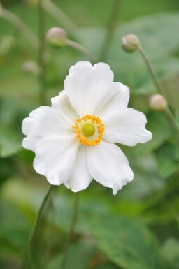 Anemone hybrida 'Whirlwind' Stor höstanemon 5-10 i kruka P9