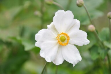 Anemone hybrida 'Whirlwind' Stor höstanemon 5-10 i kruka P9