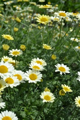 Anthemis tinctoria 'Sauce Hollandaise' Färgkulla 5-10 i kruka P9