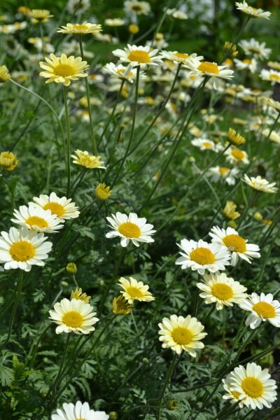 Anthemis tinctoria 'Sauce Hollandaise'