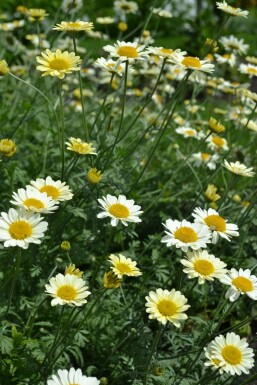 Anthemis tinctoria 'Sauce Hollandaise' Färgkulla 5-10 i kruka P9