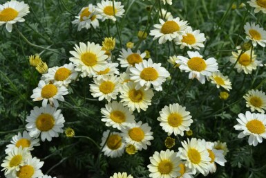 Anthemis tinctoria 'Sauce Hollandaise' Färgkulla 5-10 i kruka P9