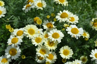 Anthemis tinctoria 'Sauce Hollandaise' Färgkulla 5-10 i kruka P9