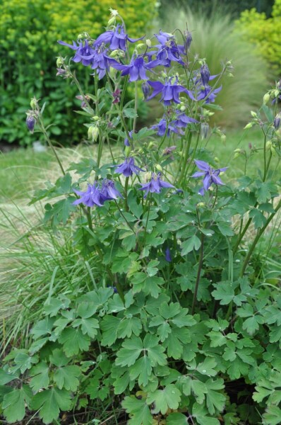 Aquilegia alpina