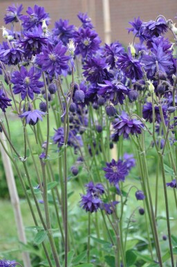 Aquilegia vulgaris 'Black Barlow' Akleja 5-10 i kruka P9