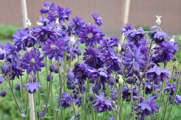 Aquilegia vulgaris 'Black Barlow'