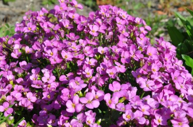 Arabis caucasica 'Pinkie'