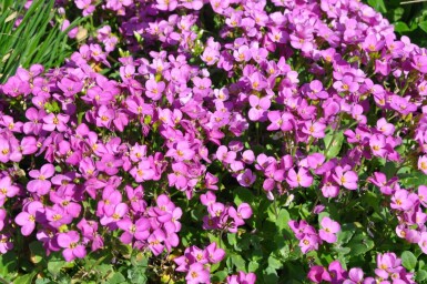 Arabis caucasica 'Pinkie'