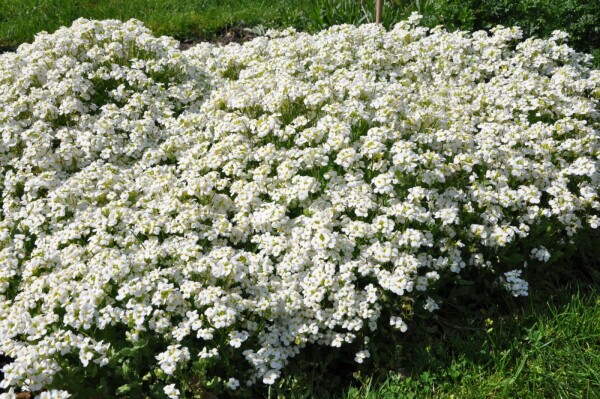 Arabis caucasica 'Snowcap'