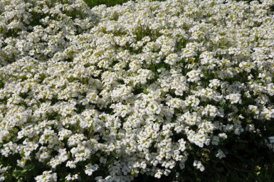 Arabis caucasica 'Snowcap'