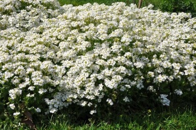 Arabis caucasica 'Snowcap'