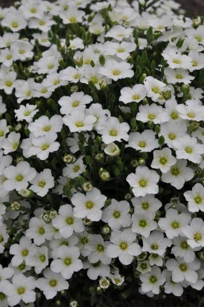 Arenaria montana