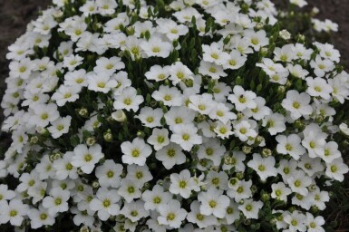 Arenaria montana