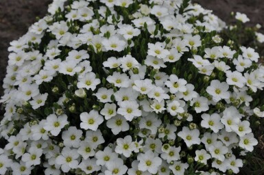 Arenaria montana